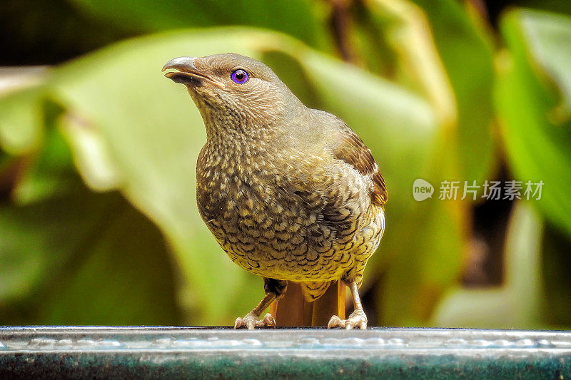 缎纹园丁鸟(Ptilonorhynchus violaceus)